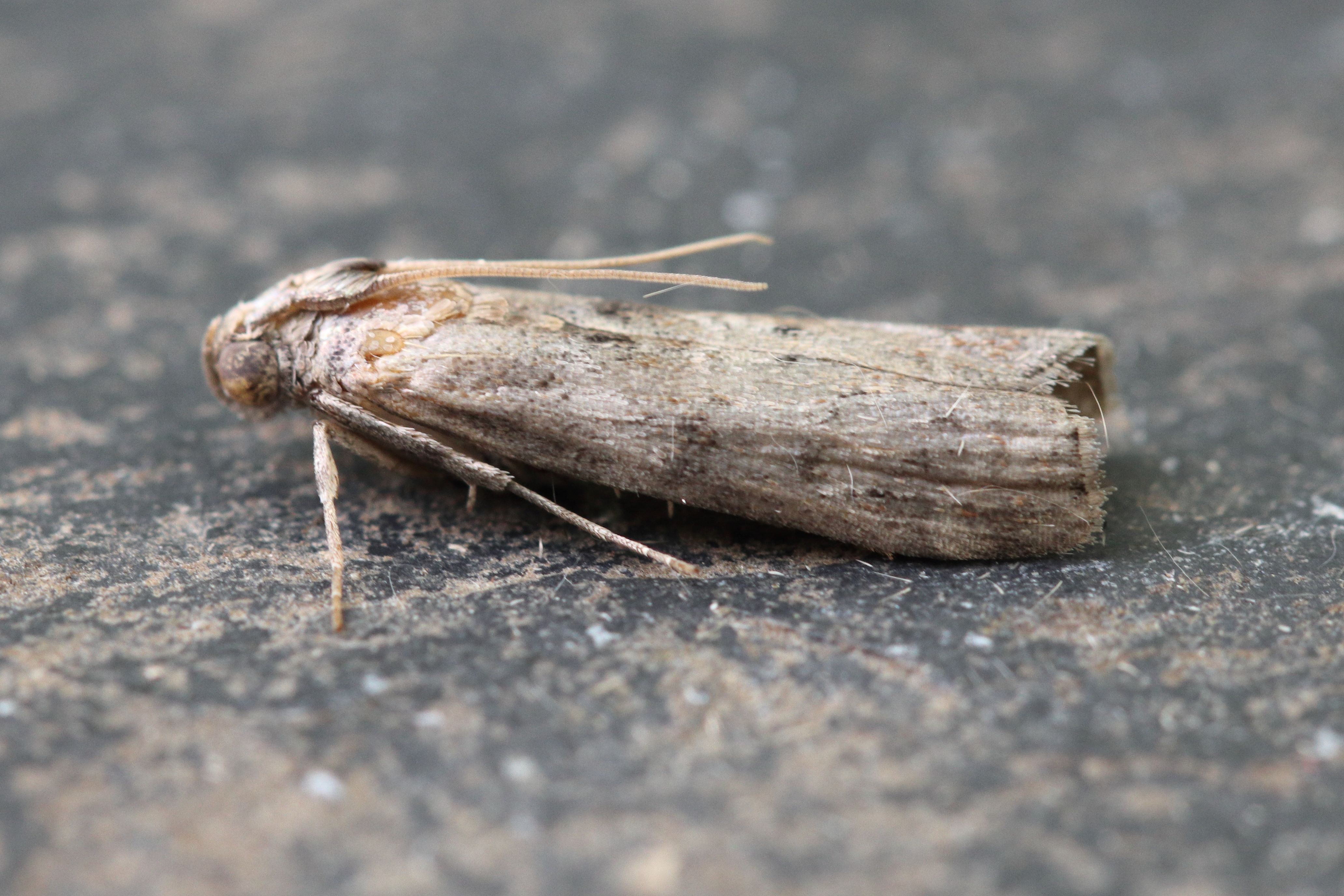 Photo of Dotted Oak Knot-horn (Phycita roborella)